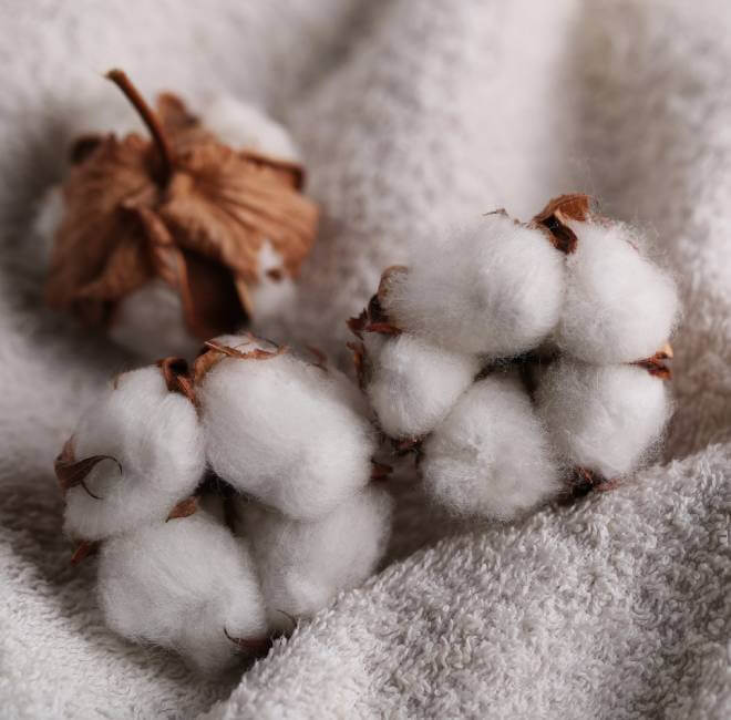 cotton-seed